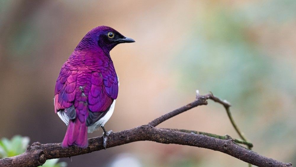 Flit