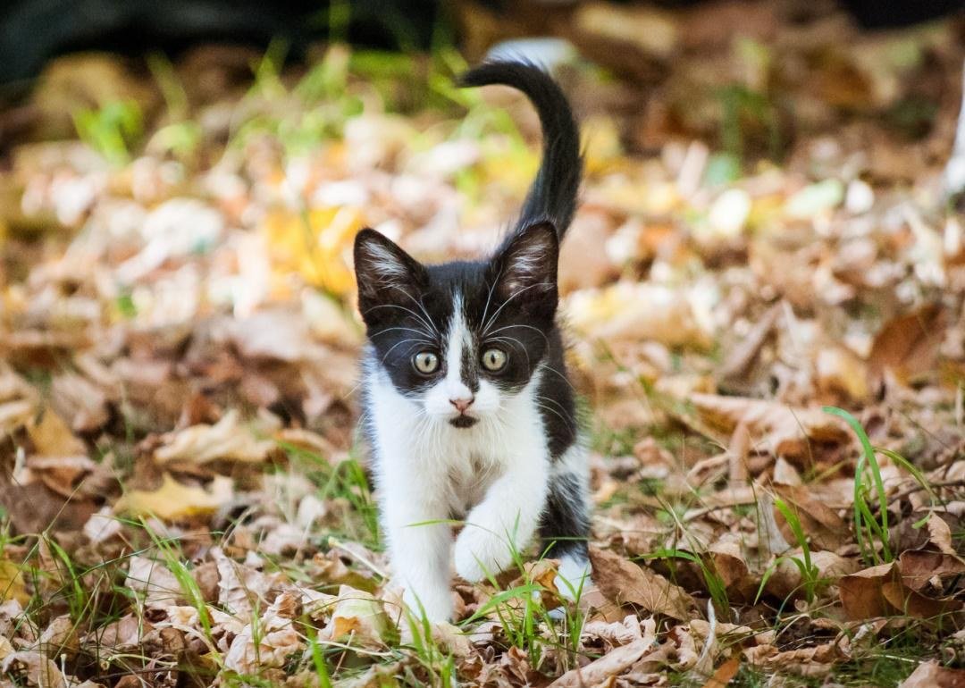 Loki