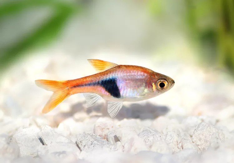 Guppy