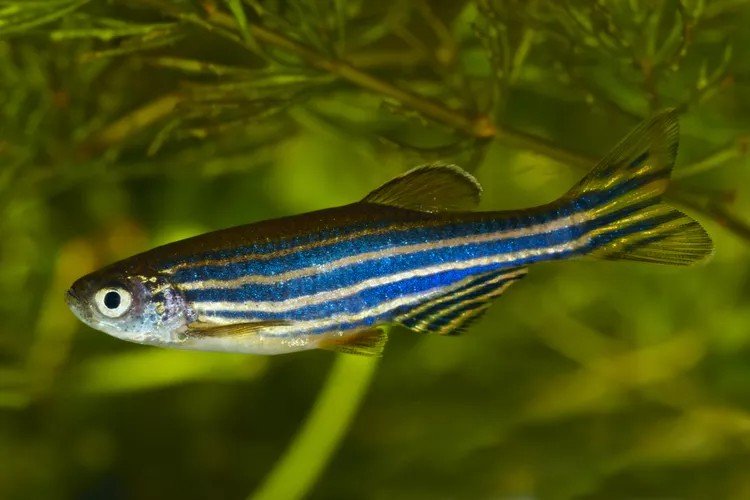 Dory